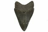 Serrated, Fossil Megalodon Tooth - South Carolina #310089-1